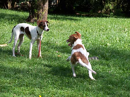 Kennenlernen zweier hunde